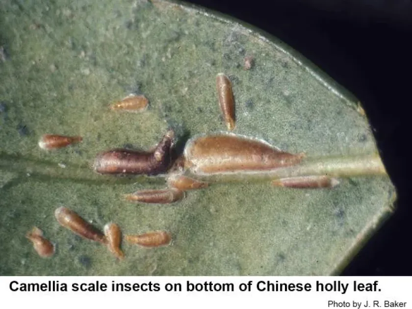 Camellia scale