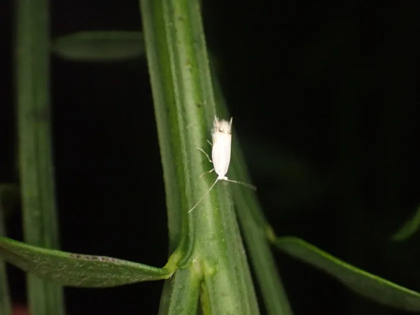 Laburnum leaf miner