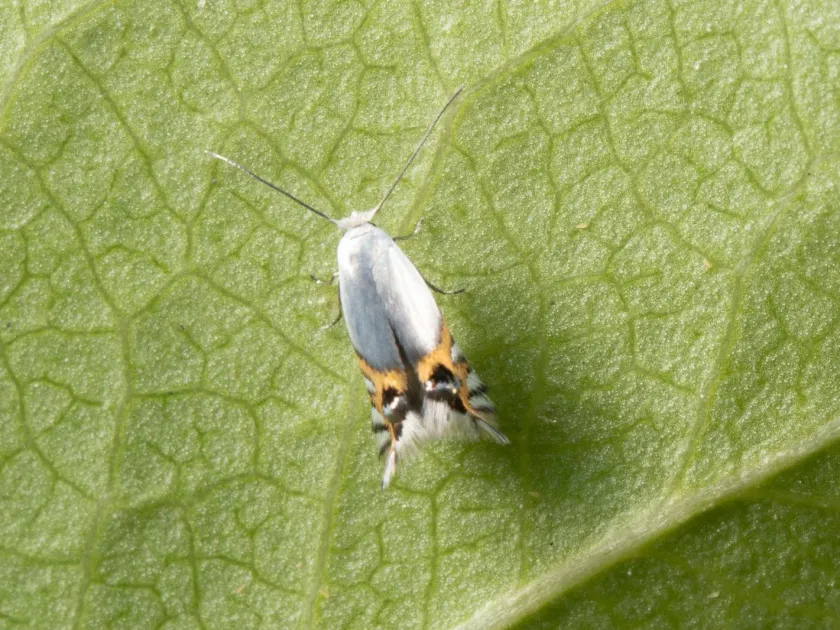 Apple leaf miner