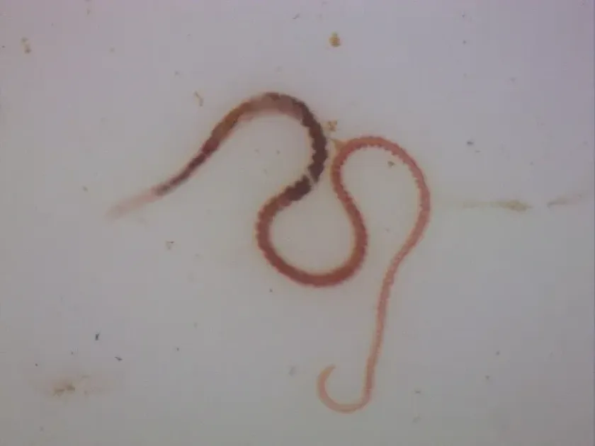 Limnodrilus