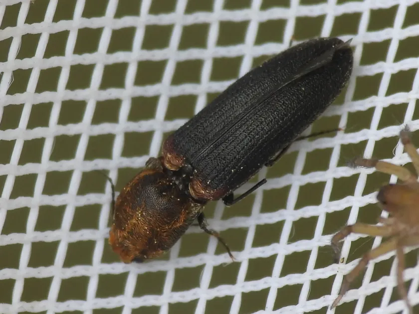 Limonius click beetle
