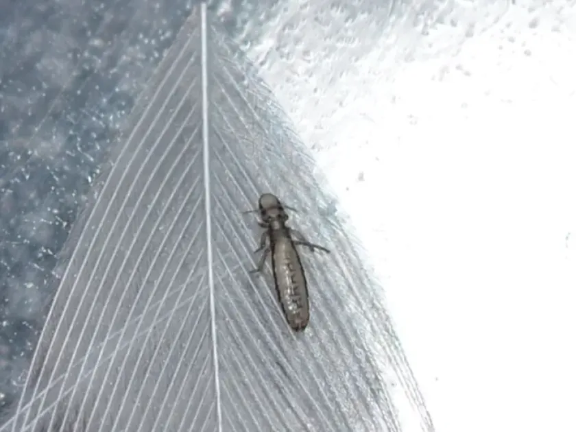 Chicken louse