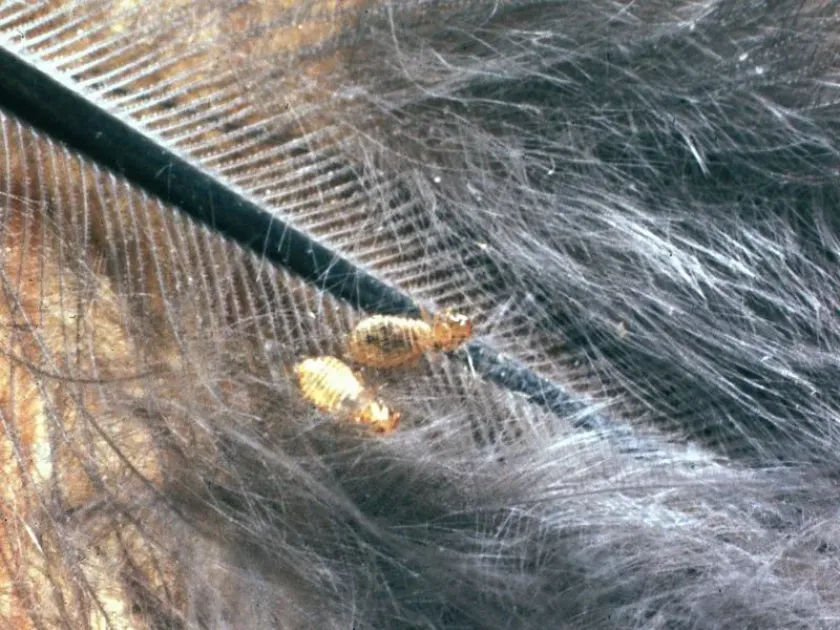 Guinea fowl louse