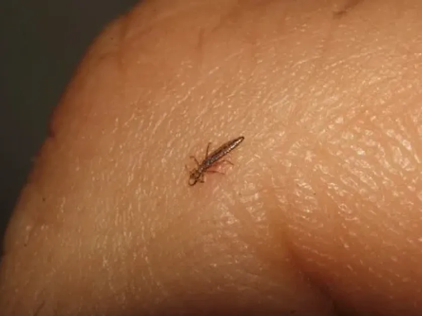 Feather louse