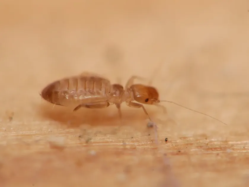 Booklouse