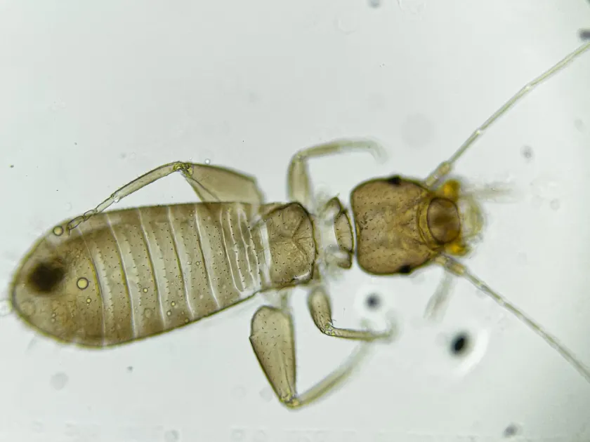 Booklouse