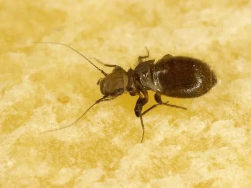 Booklouse