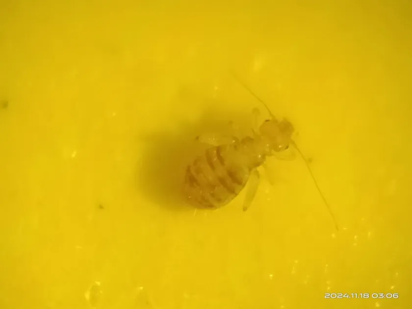 Booklouse