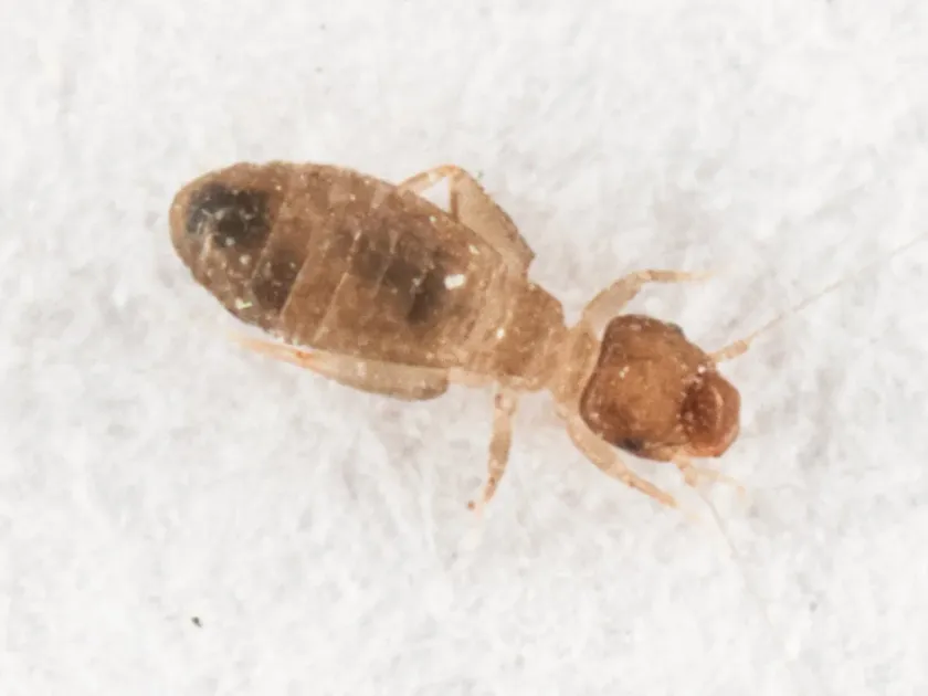 Booklouse