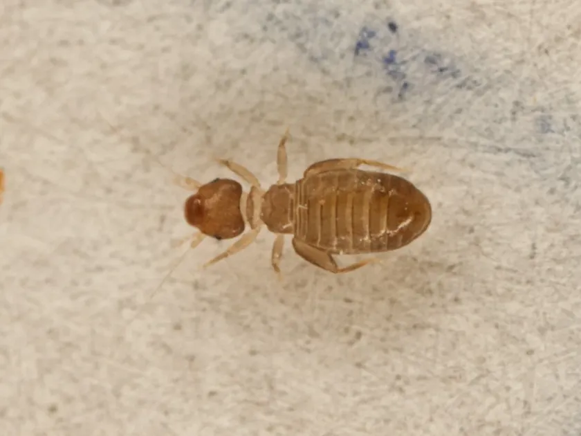 Booklouse