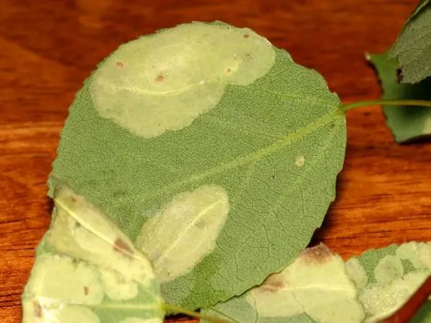 Aspen leaf miner