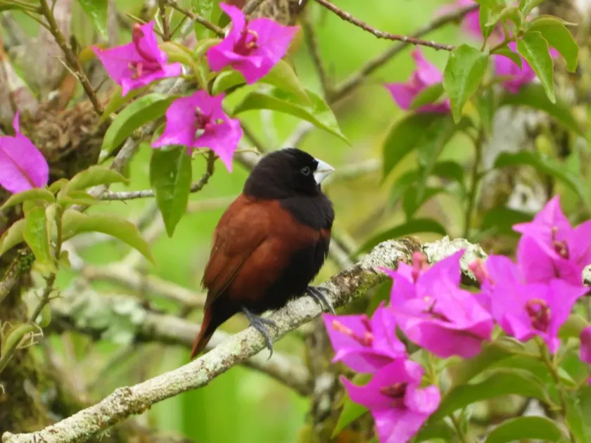 Chestnut munia