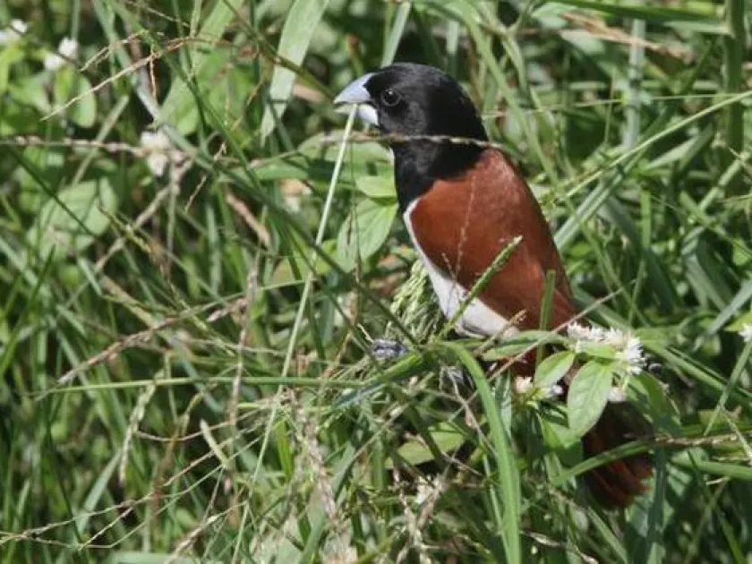 Scaly-breasted munia