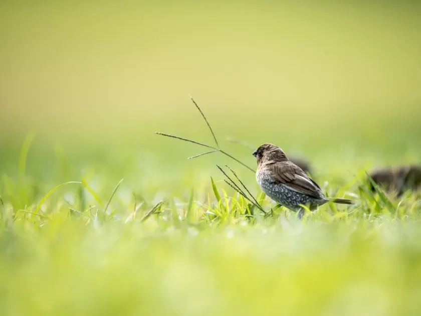 Scaly-breasted Munia