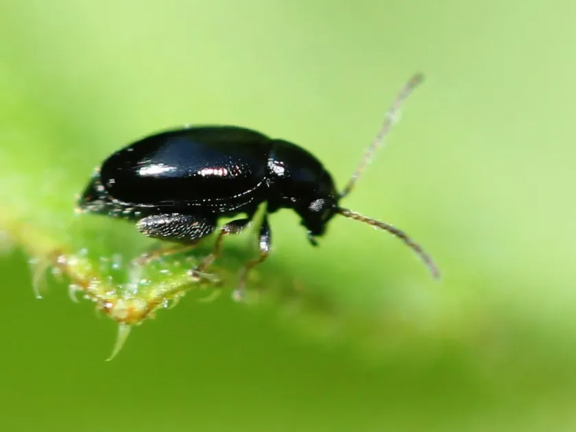 Anchusa flea beetle