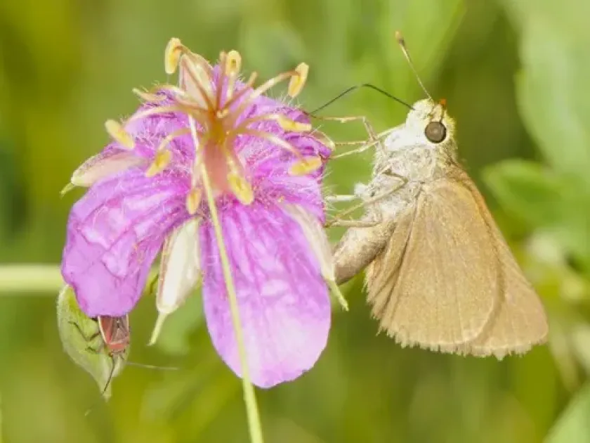 Apache plant bug