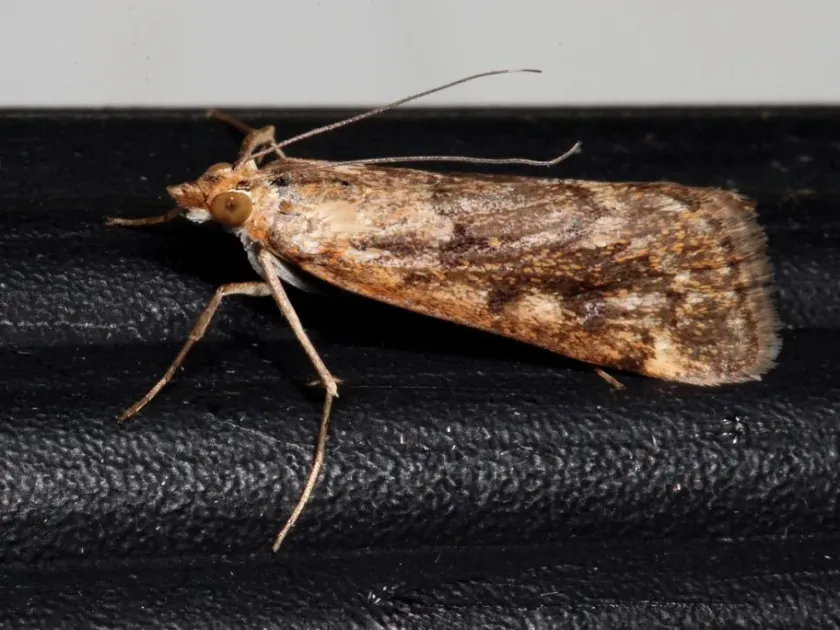 Australian webworm