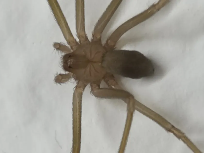 Brown recluse spider