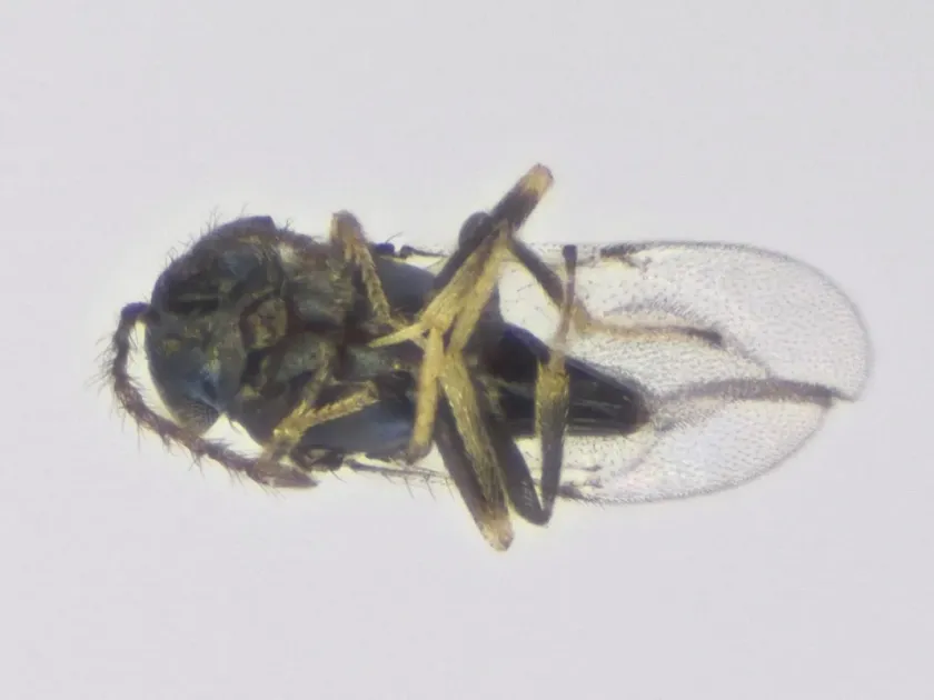 Leptomastidea bifasciata