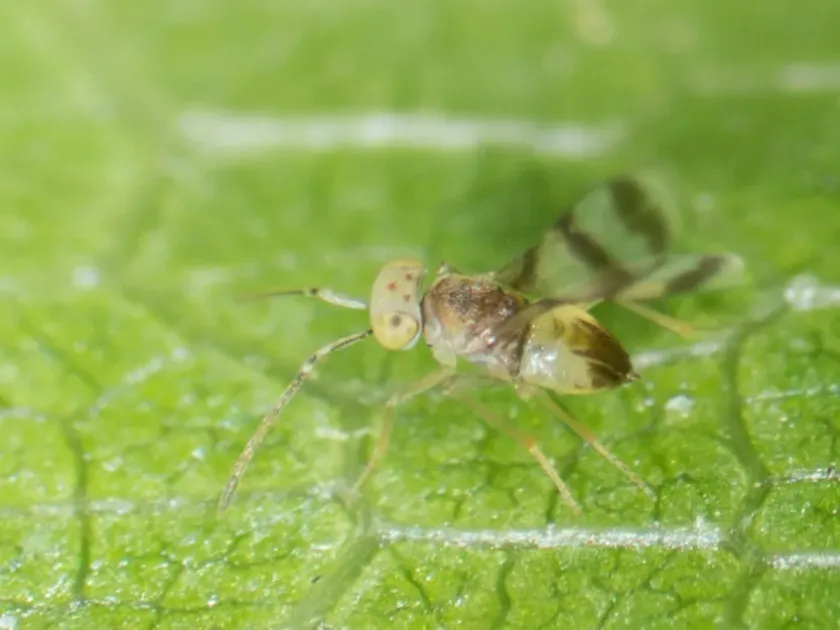 Leptomastidea