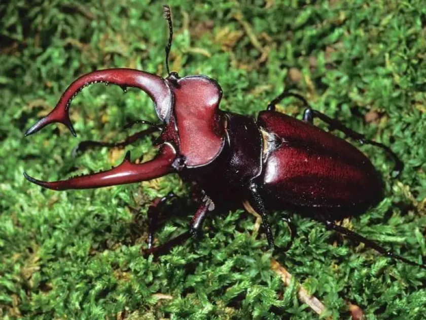 Giant stag beetle
