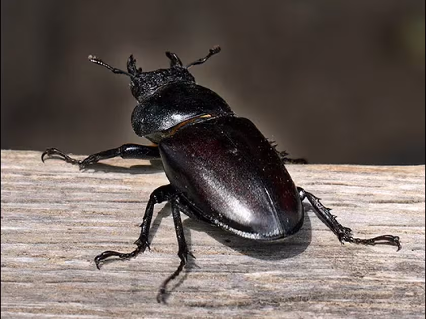 Stag beetle