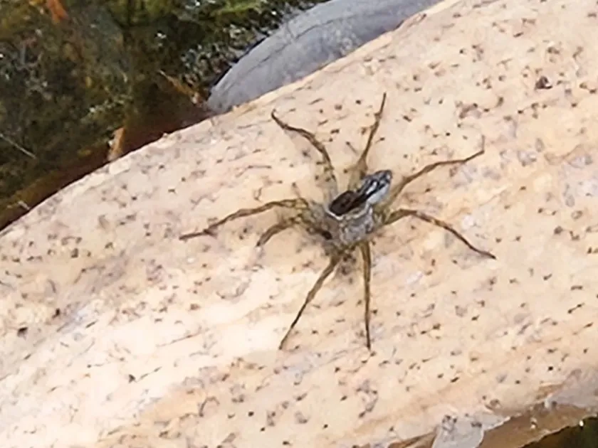 Striped wolf spider
