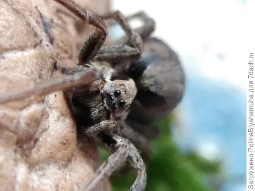Wolf spider