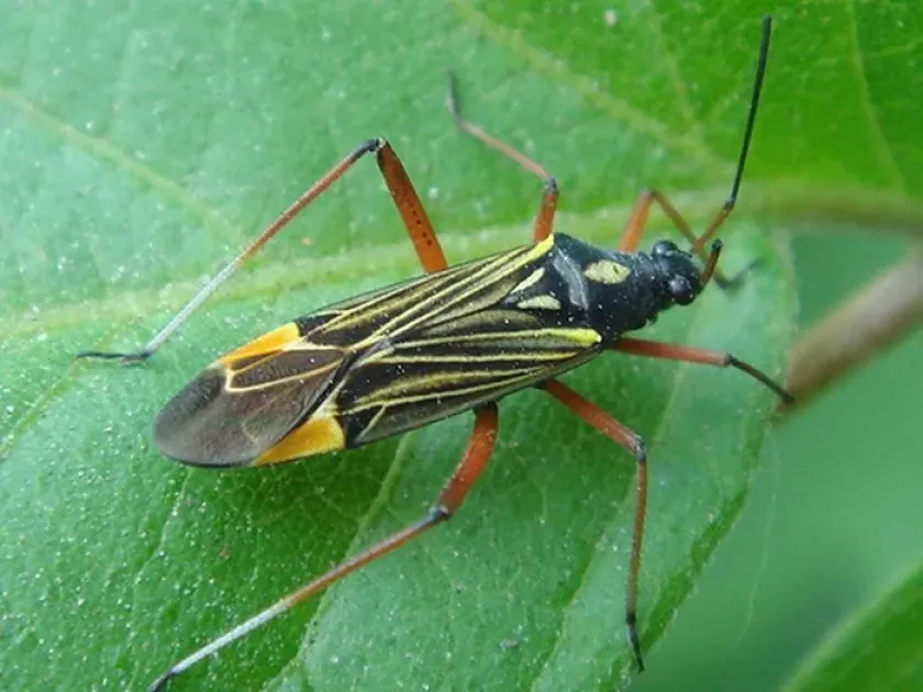 Apple plant bug