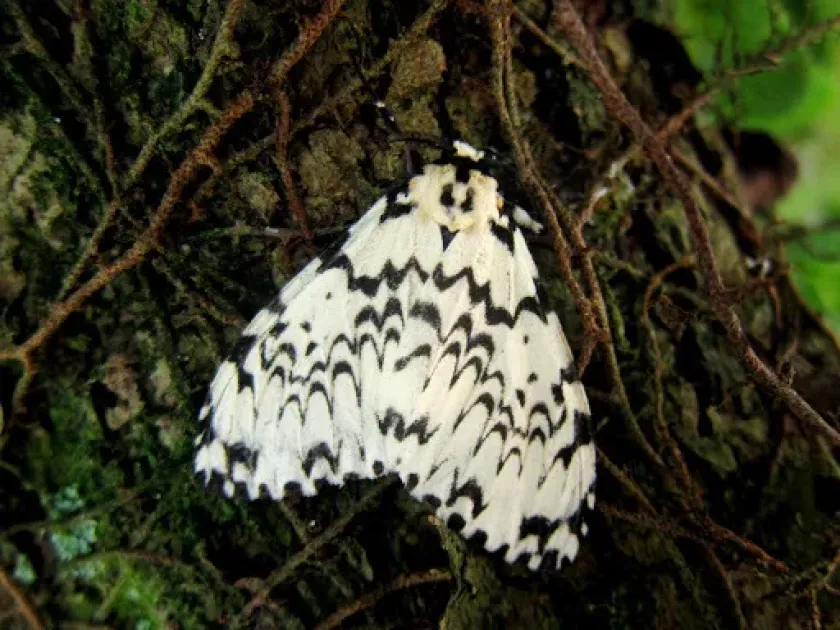 Beatrix moth