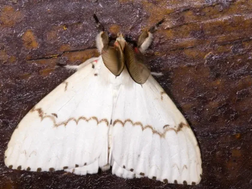 Chinese gypsy moth