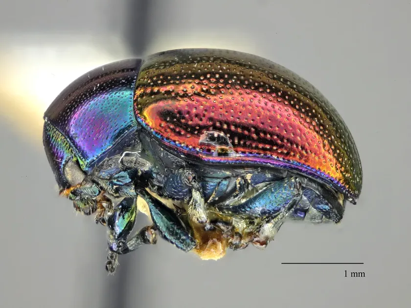 Lytta stygica