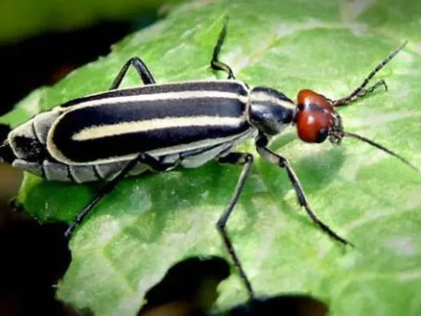 Macrobasis