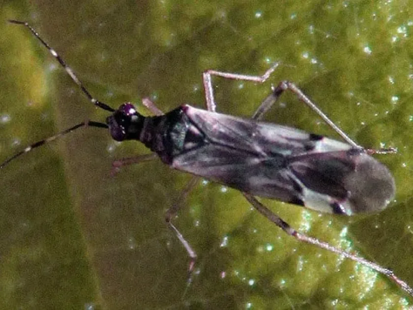 Dicyphus minimus