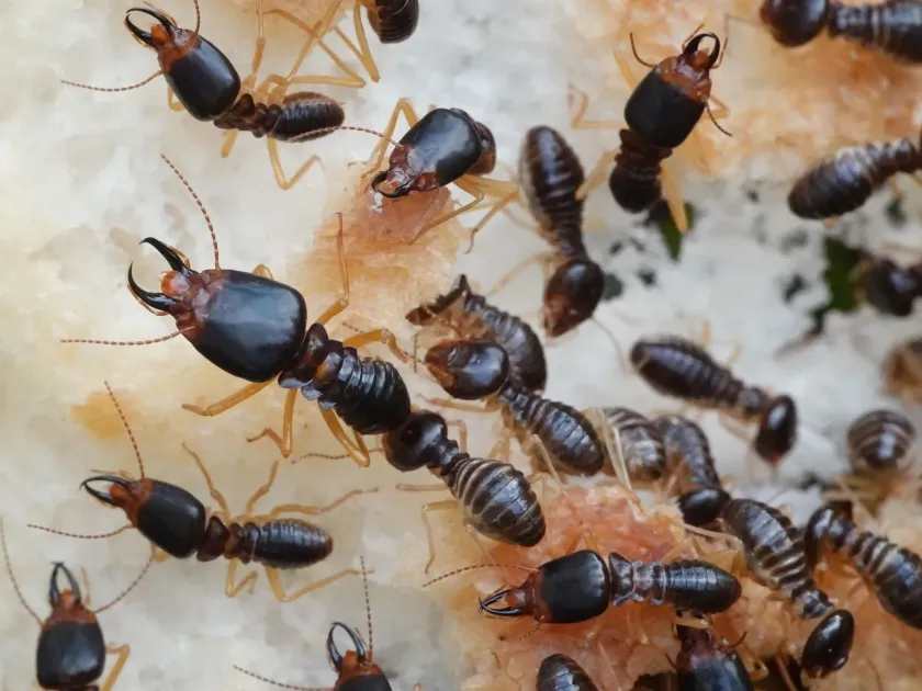 Macrotermes bellicosus
