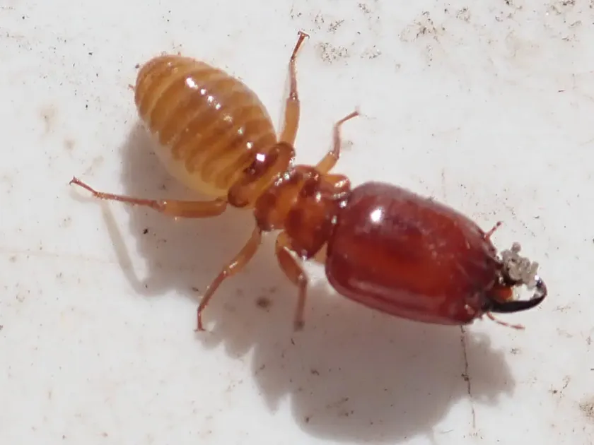 Macrotermes michaelseni termite