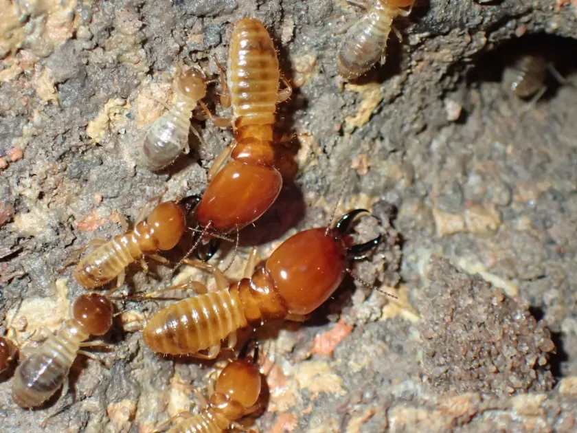 Natal termite