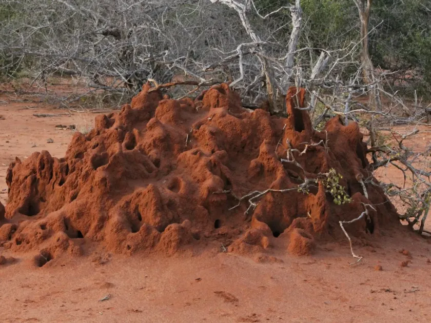 Macrotermes subhyalinus
