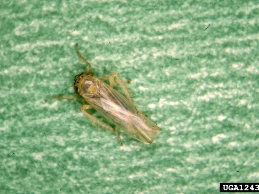Aster leafhopper
