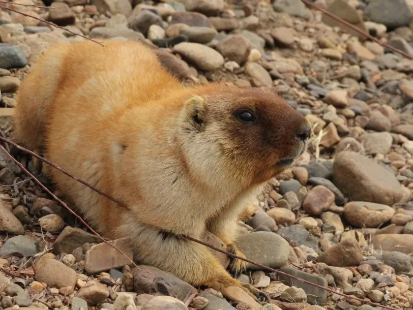 Tarbagan marmot