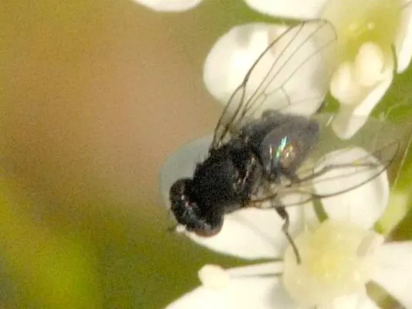 Stem mining fly