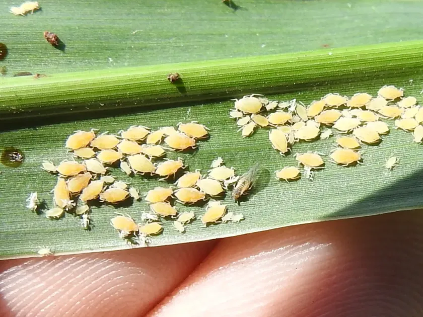 Sugarcane aphid