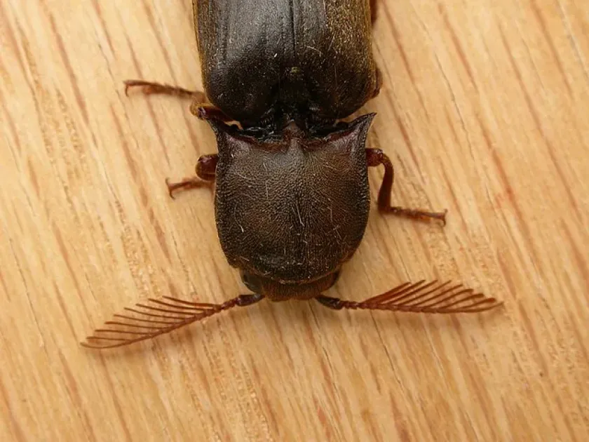 Conoderus auritus