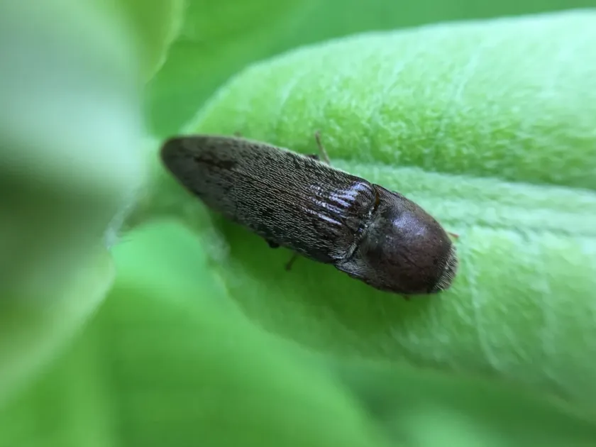 Melanotus opacicollis