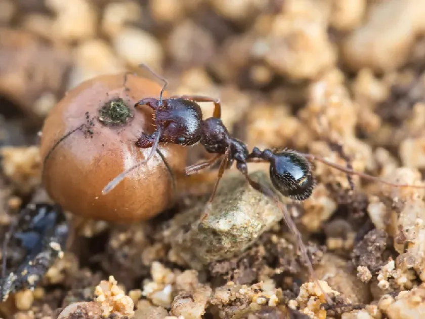 Harvester ant