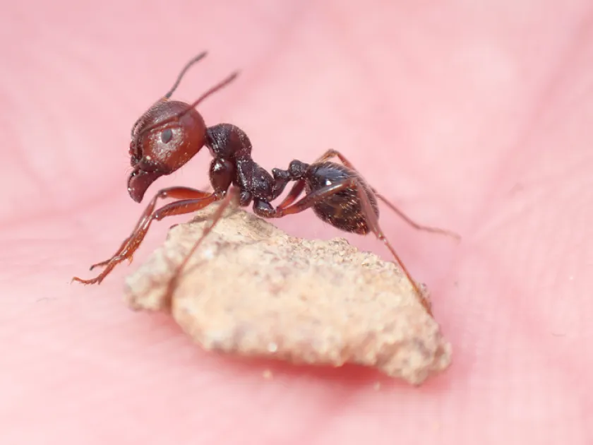 Harvester ant