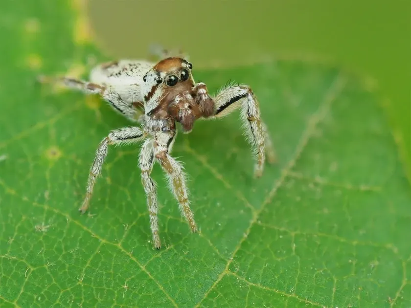 Pelegrina flavipes