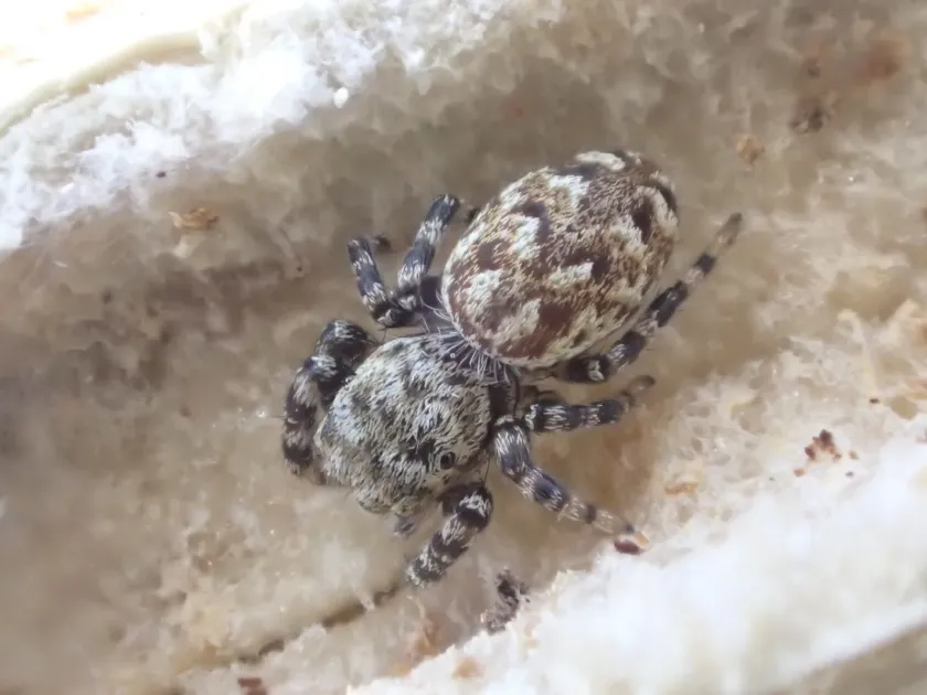Galathea jumping spider