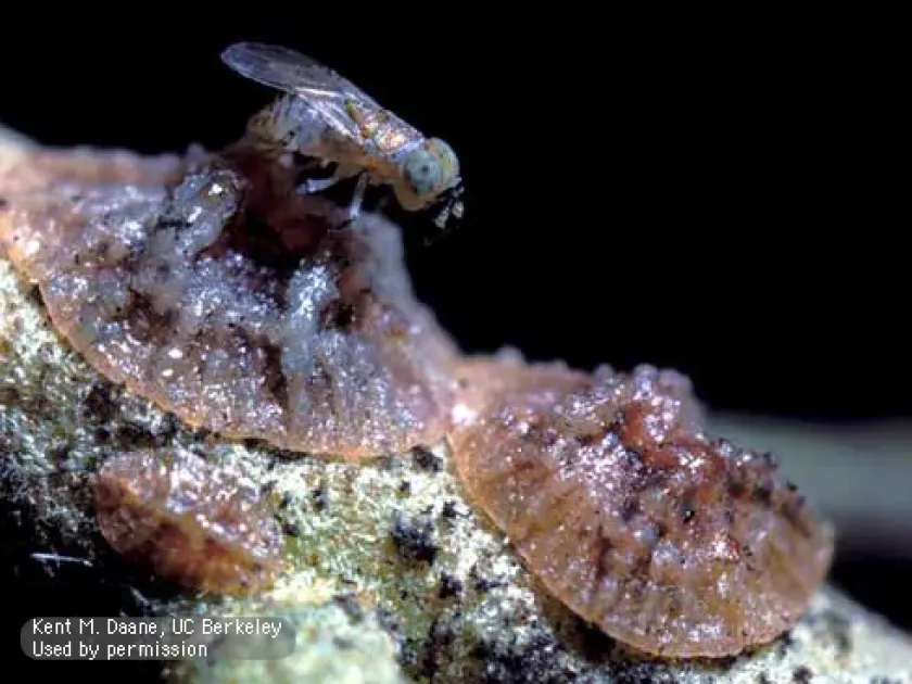 Metaphycus inviscus