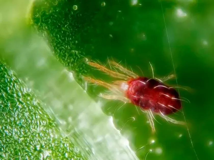 European red mite